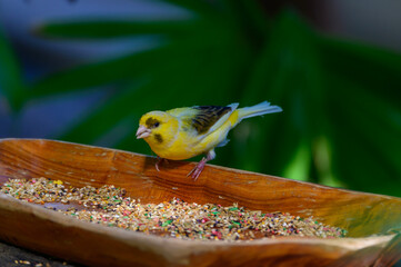 An Island Canary at a Botanical Gardens in Grand Rapids, Michigan. - obrazy, fototapety, plakaty