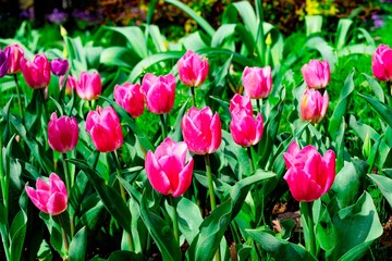 久住高原のチューリップ