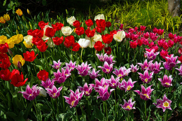 久住高原のチューリップ