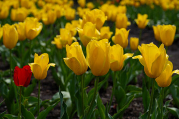 久住高原のチューリップ