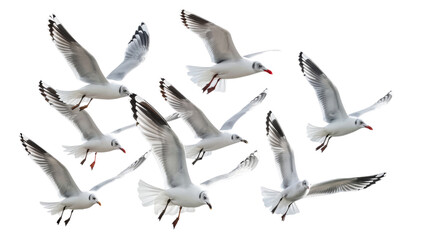 Obraz premium Flock of seagull bird