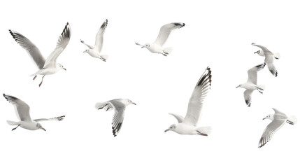 Flock of seagull bird