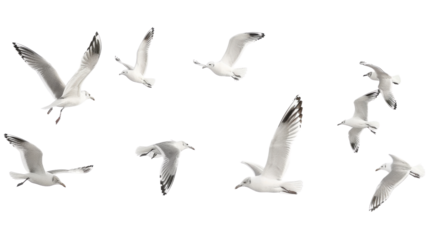 Flock of seagull bird