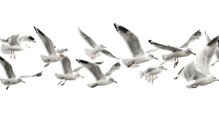 Obraz premium Flock of seagull bird