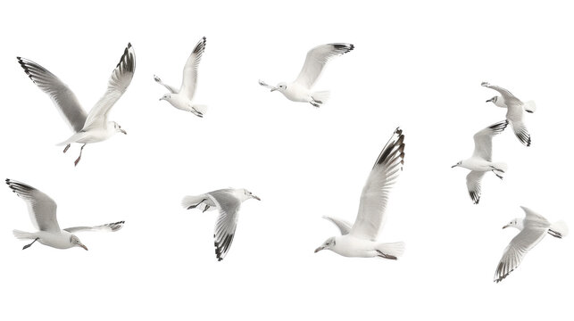 Flock of seagull bird - Powered by Adobe