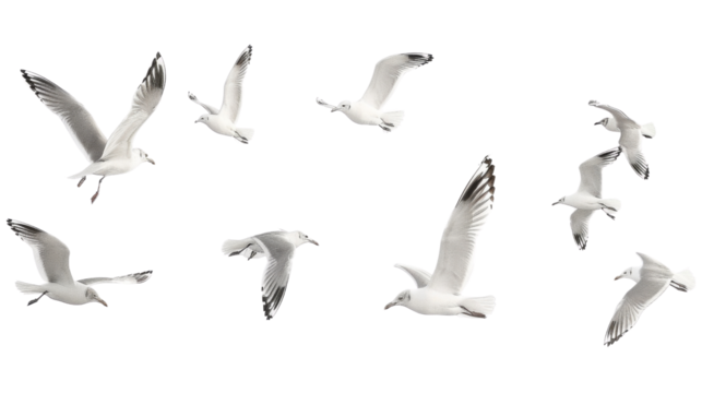 Flock of seagull bird