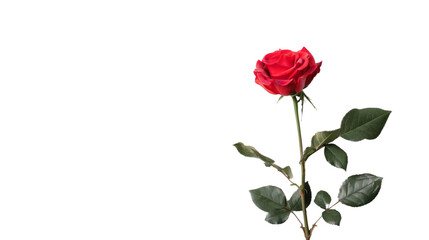 Obraz premium Rose