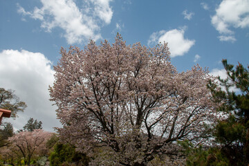 Obraz premium 春の美しい風景