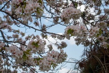 日本の春の花