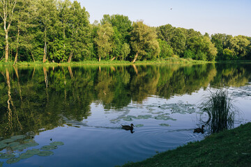 A serene city park lake, fringed with lush trees along its shore