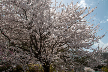 Fototapeta premium 日本の春の花