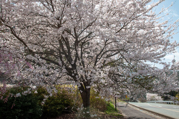 Obraz premium 日本の春の花