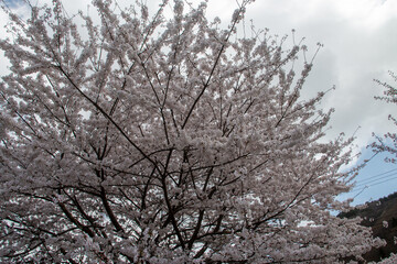 Fototapeta na wymiar 日本の春の花