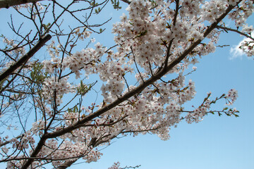 日本の春の花