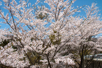 日本の春の花