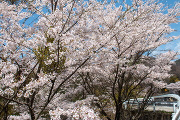 日本の春の花