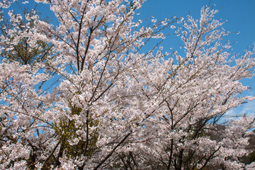 Obraz premium 日本の春の花