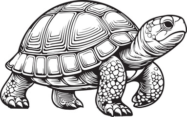 turtle vector imaga