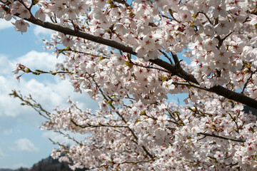 日本の桜