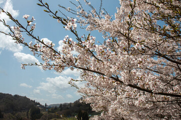 日本の桜