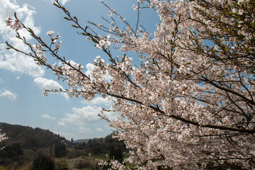 日本の桜