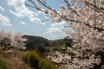 日本の桜
