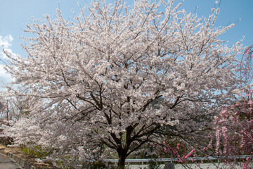 日本の桜