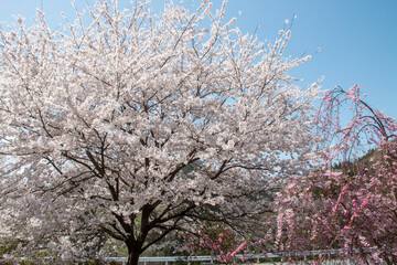 日本の桜