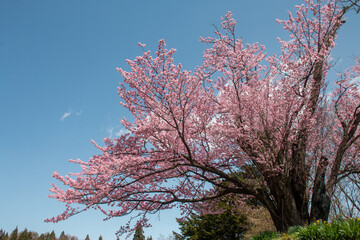 日本の桜