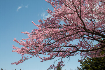 日本の桜