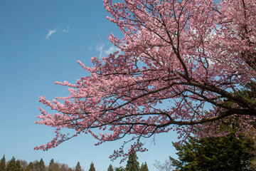 日本の桜