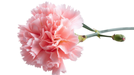 Carnation flower pink