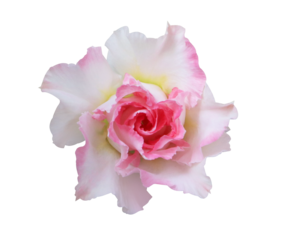 Desert rose or Mock Azalea or Pinkbignonia or Impala lily flowers. Close up pink Azalea flower isolated on transparent background.
