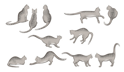 Poses of silver tabby.