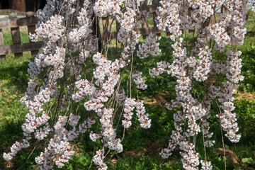 春に咲く桜