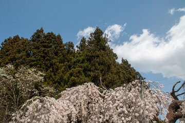 春に咲く桜