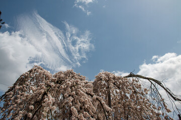 春に咲く桜