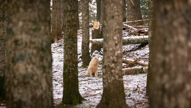 Puppy in forest