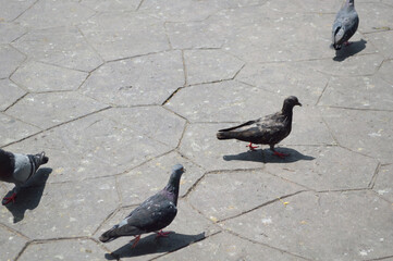 pigeons in the street