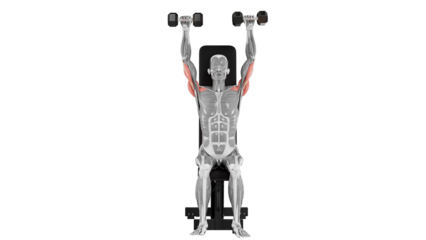 Dumbbell Shoulder Press - Front view - position 2