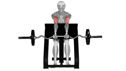 Preacher Curl - front view - position 2