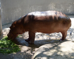 the hippopotamus eating grass