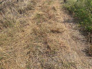dry grass in the forest