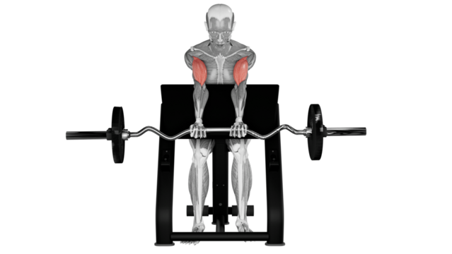 Preacher Curl - front view - position 2