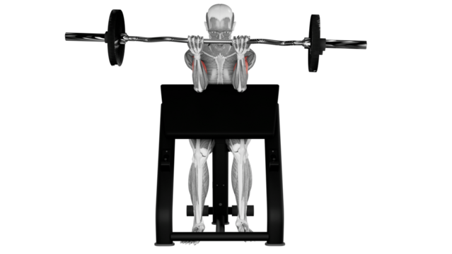 Preacher Curl - front view - position 2