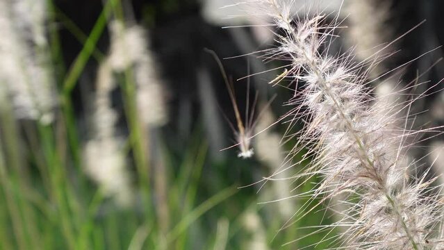 Pennisetum Fountain Grasses in the garden.