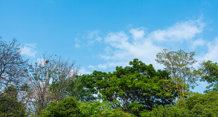 Green trees and blue sky cloud background.