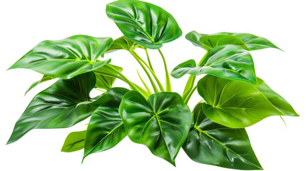 Obraz premium Philodendron plant