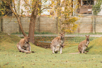 Group of wallabies peacefully grazing and resting in a meadow, wildlife park.