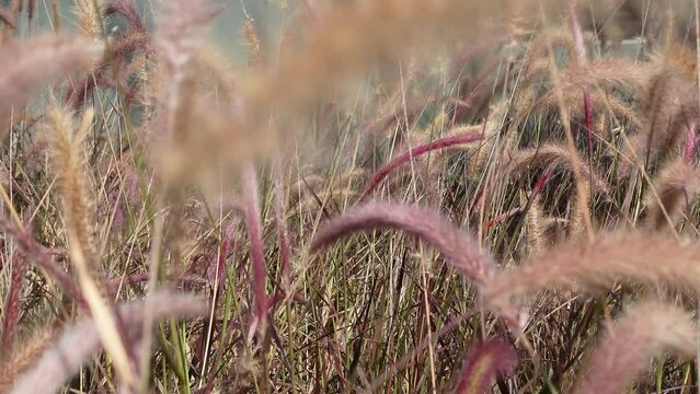 Pennisetum Fountain Grasses in the garden.